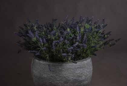 Large Lavender Bush