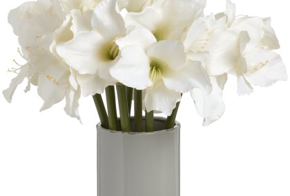 Classic White Amaryllis Flower