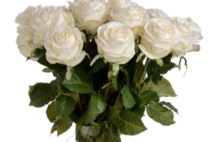 Traditional White Rose