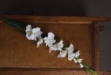 White Gladioli