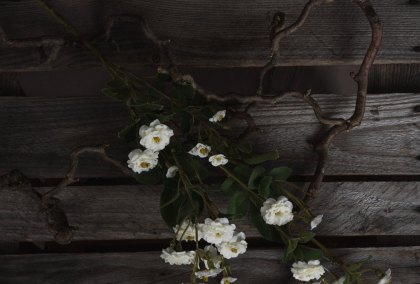 White Wild Meadow Rose