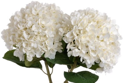 Oversized White Hydrangea