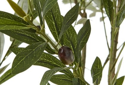 Apulia Olive Tree in White Pot 200cm