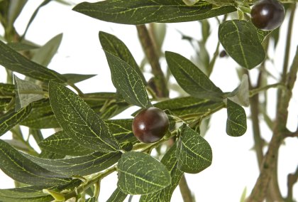 Apulia Olive Tree in White Pot 240cm