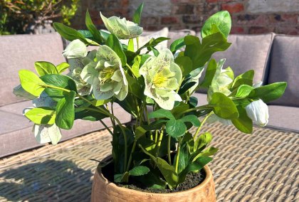 Green Hellebore Plant in Taupe Pot