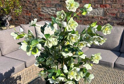 Large Green Hellebore in Taupe Pot