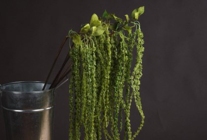 Green Amaranthus