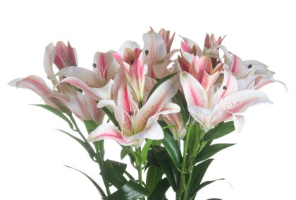 Stargazer Lily