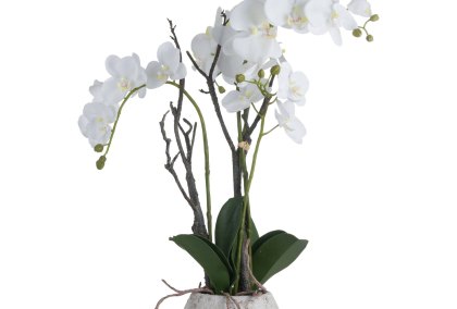 White Orchid In Stone Pot