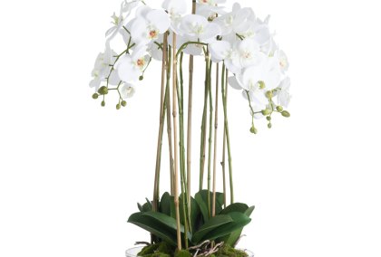 Large White Orchid In Glass Pot