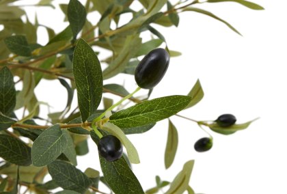 Calabria Small Olive Tree