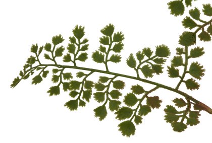 The Natural Garden Collection Maidenhair Fern Stem