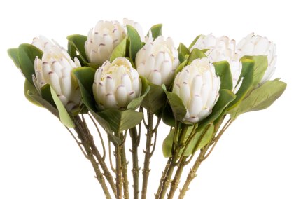 Closed White Protea