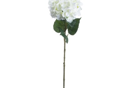 Single White Hydrangea