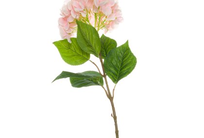 Single Pink Hydrangea