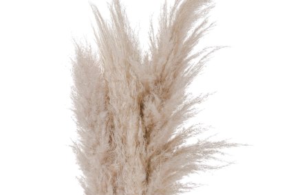 Cream Pampas grass