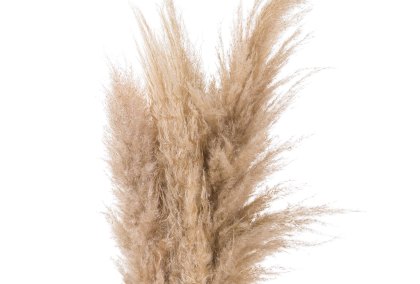 Butter Pampas Grass