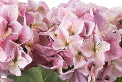 Shabby Pink Hydrangea Bouquet