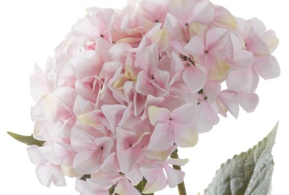 Giant Pink Hydrangea