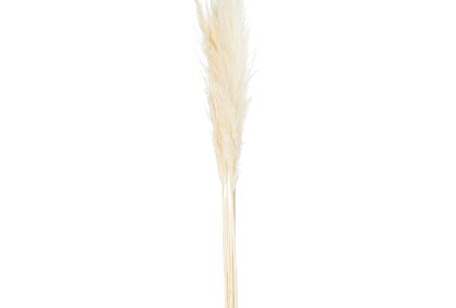 Cream Pampas Grass Stem