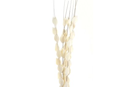 Bouquet Of Dried Thlaspi Arvense