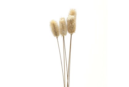 Bouquet Of Dried Tall Thistle