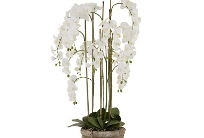 Large White Orchid In Antique Stone Pot