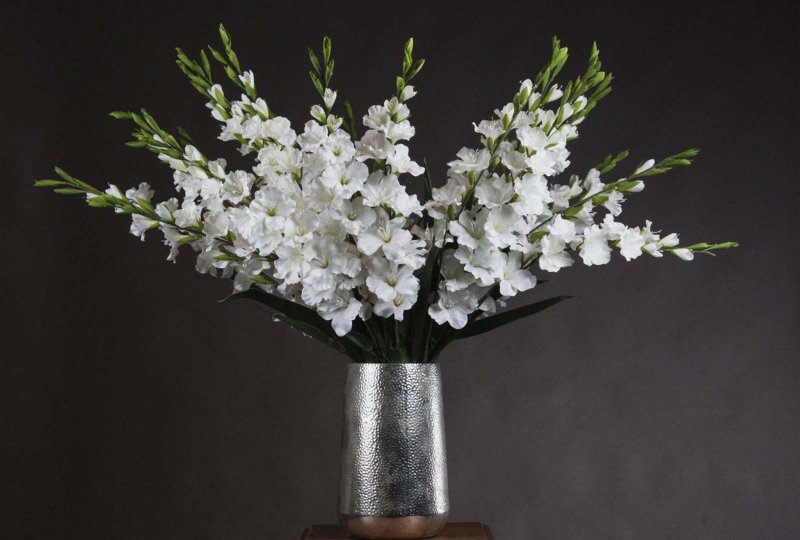 Hill Interiors White Gladioli