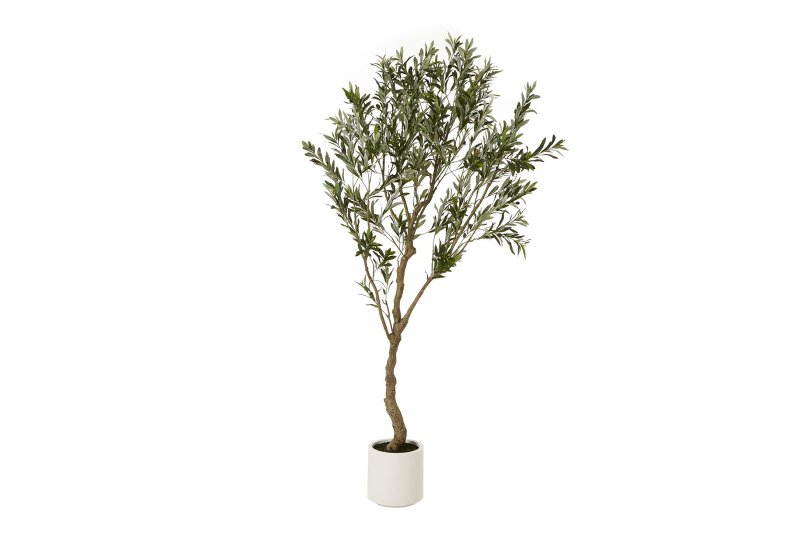 Hill Interiors Apulia Olive Tree in White Pot 200cm