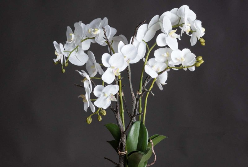 Hill Interiors White Orchid In Stone Pot