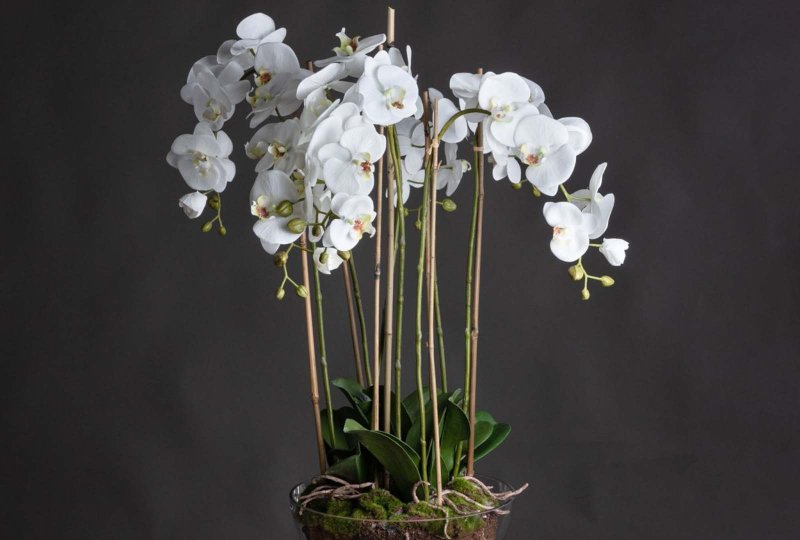 Hill Interiors Large White Orchid In Glass Pot