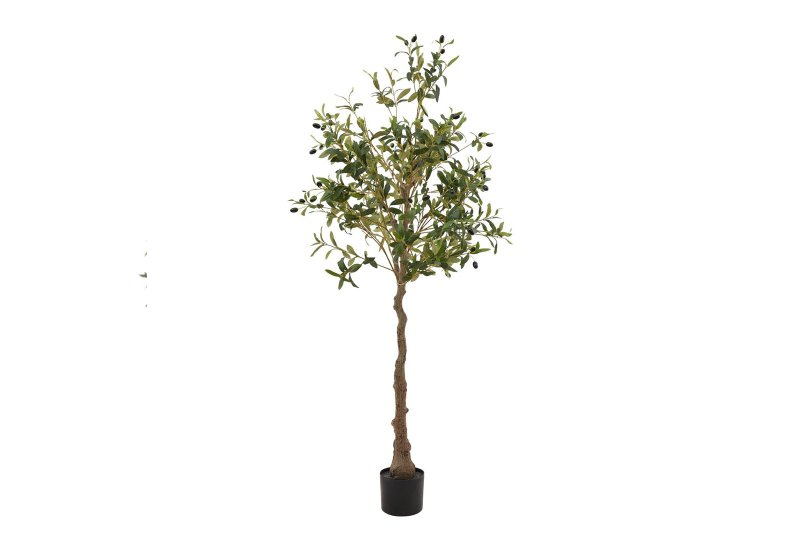 Hill Interiors Calabria Olive Tree