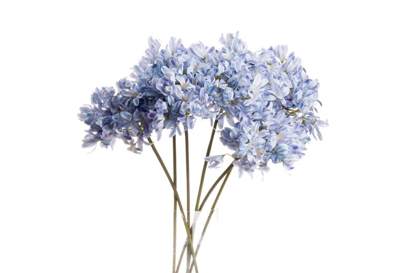 Hill Interiors Light Blue Large Headed Agapanthus