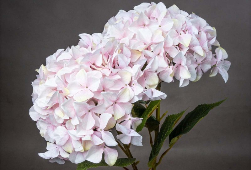 Hill Interiors Giant Pink Hydrangea