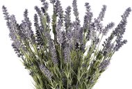 Hill Interiors Large Lavender Bush