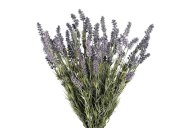 Hill Interiors Large Lavender Bush