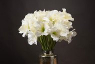 Hill Interiors Classic White Amaryllis Flower