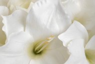 Hill Interiors Classic White Amaryllis Flower