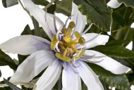 Hill Interiors Passion Flower Spray