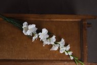 White Gladioli