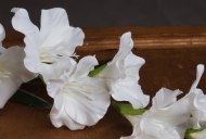 Hill Interiors White Gladioli