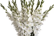 Hill Interiors White Gladioli