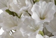 Hill Interiors White Gladioli