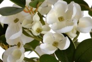 Hill Interiors White Spring Mock Orange Flower