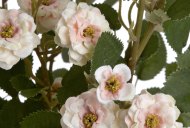 Hill Interiors Cream Wild Meadow Rose