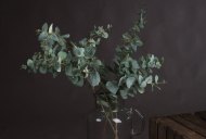 Hill Interiors Variegated Eucalyptus