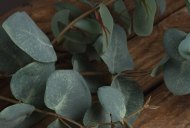 Hill Interiors Variegated Eucalyptus