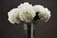 Hill Interiors Oversized White Hydrangea