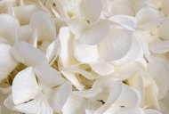 Hill Interiors Oversized White Hydrangea