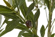 Hill Interiors Apulia Olive Tree in White Pot 200cm